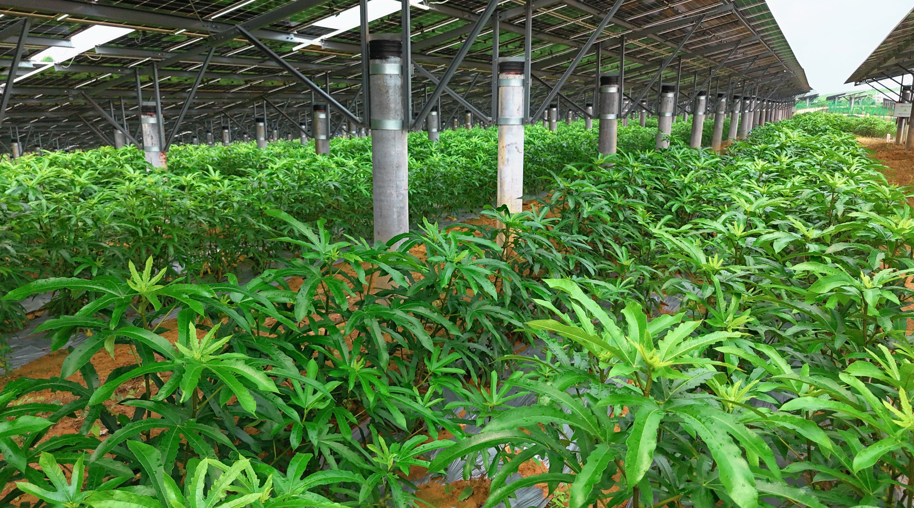 【奋发求进 广垦向新】“四化”同步打造五指毛桃种植高地